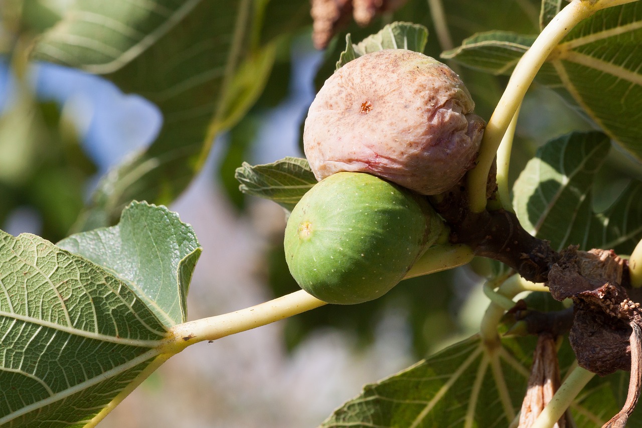 Fig., Prinokę, Per Parą, Ruda, Žalias, Vaisiai, Saldus, Vitaminai, Skanus, Figmedis