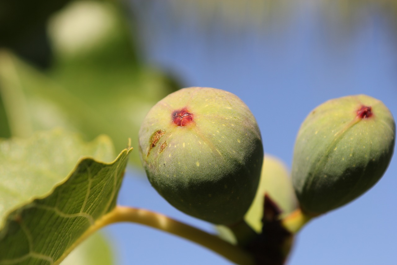 Fig., Medis, Žalias, Vaisiai, Gamta, Maistas, Lapai, Žemdirbystė, Šviežias, Filialas