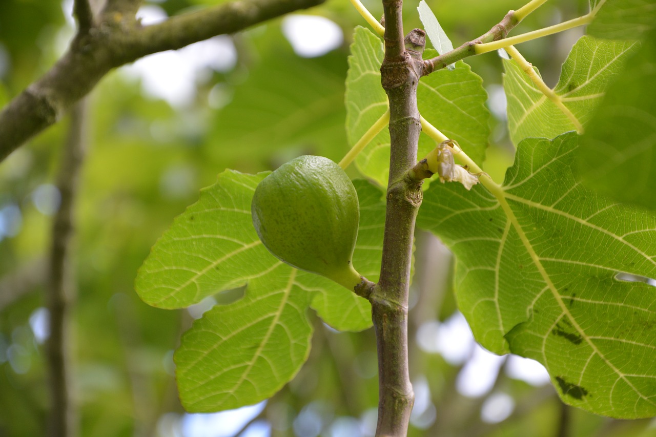 Fig., Figmedis, Medis, Gamta, Žalias, Filialas, Valgomieji, Vaismedis, Minkštas, Vasara