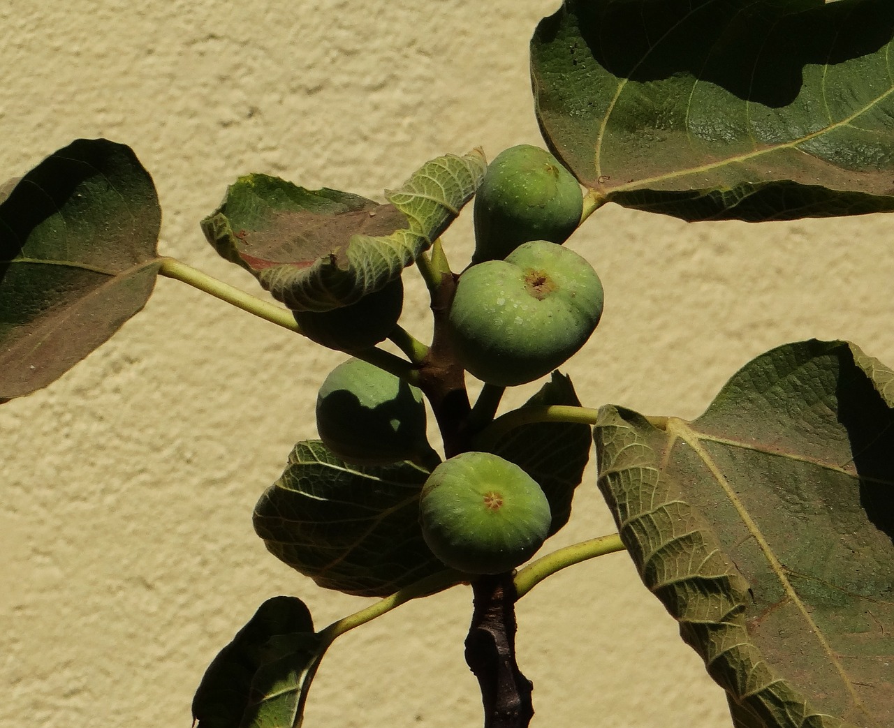 Fig., Ficus Carica, Anjeer, Žaliavinis, Augalas, Lapai, Karnataka, Indija, Nemokamos Nuotraukos,  Nemokama Licenzija