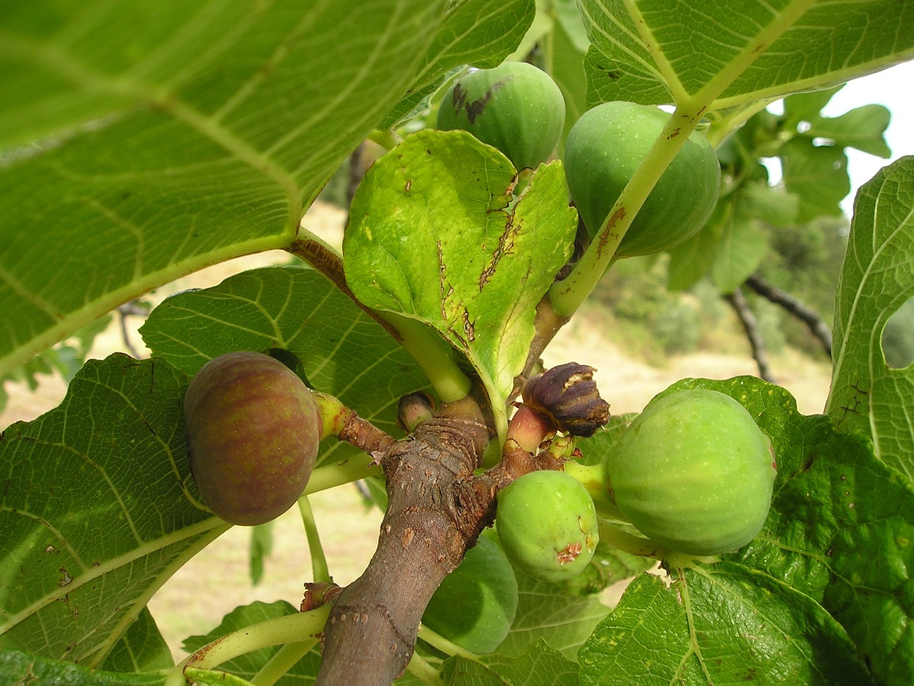 Fig., Ficus, Ficus Carica, Euro Dinastija, Vaisiai, Saldus, Frisch, Valgyti, Maistas, Italy