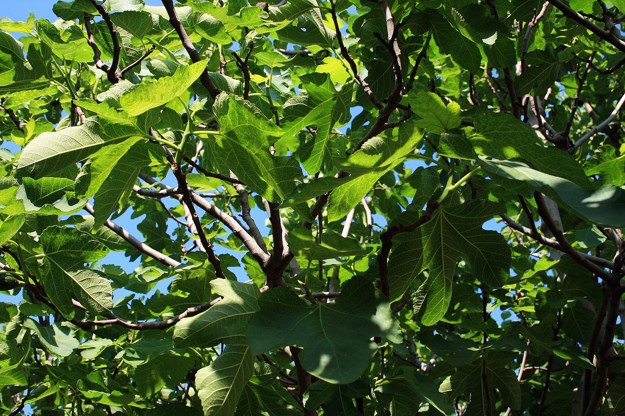 Fig., Medis, Filialai, Lapai, Lobed, Didelis, Nemokamos Nuotraukos,  Nemokama Licenzija