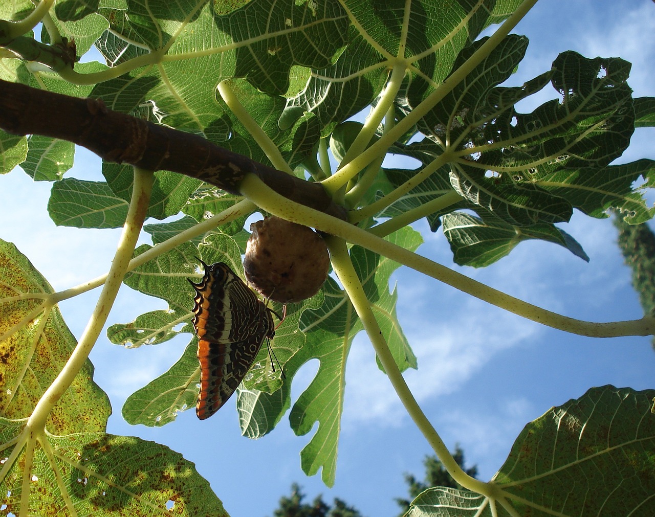 Fig., Drugelis, Dangus, Mėlynas, Lapai, Žalias, Gamta, Vasara, Lapai, Augalas