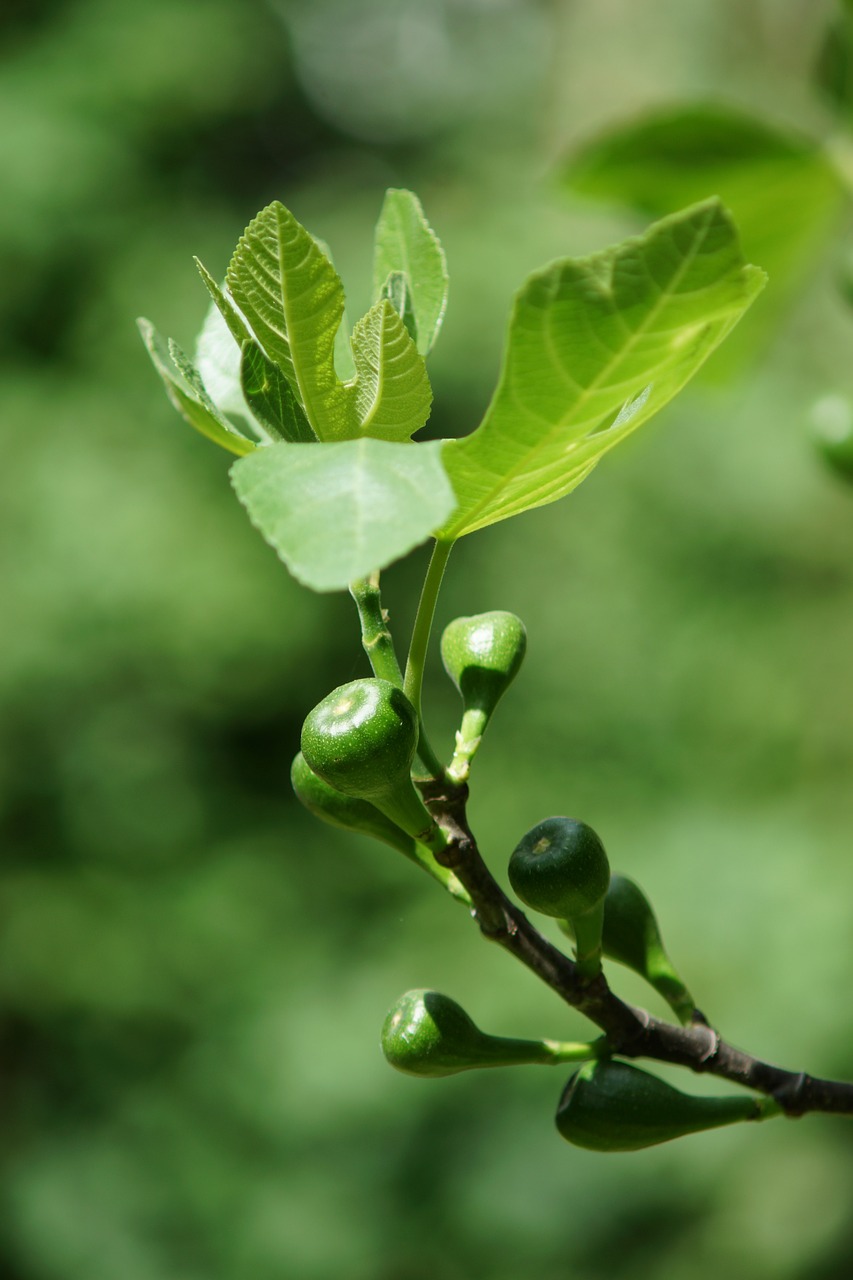 Figmedis, Fig., Filialas, Žalias, Lapai, Figų Vaisiai, Nemokamos Nuotraukos,  Nemokama Licenzija