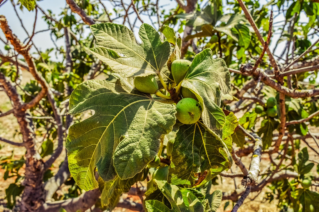 Figmedis, Lapai, Vaisiai, Gamta, Augalas, Vasara, Lapai, Viduržemio Jūros, Flora, Kipras