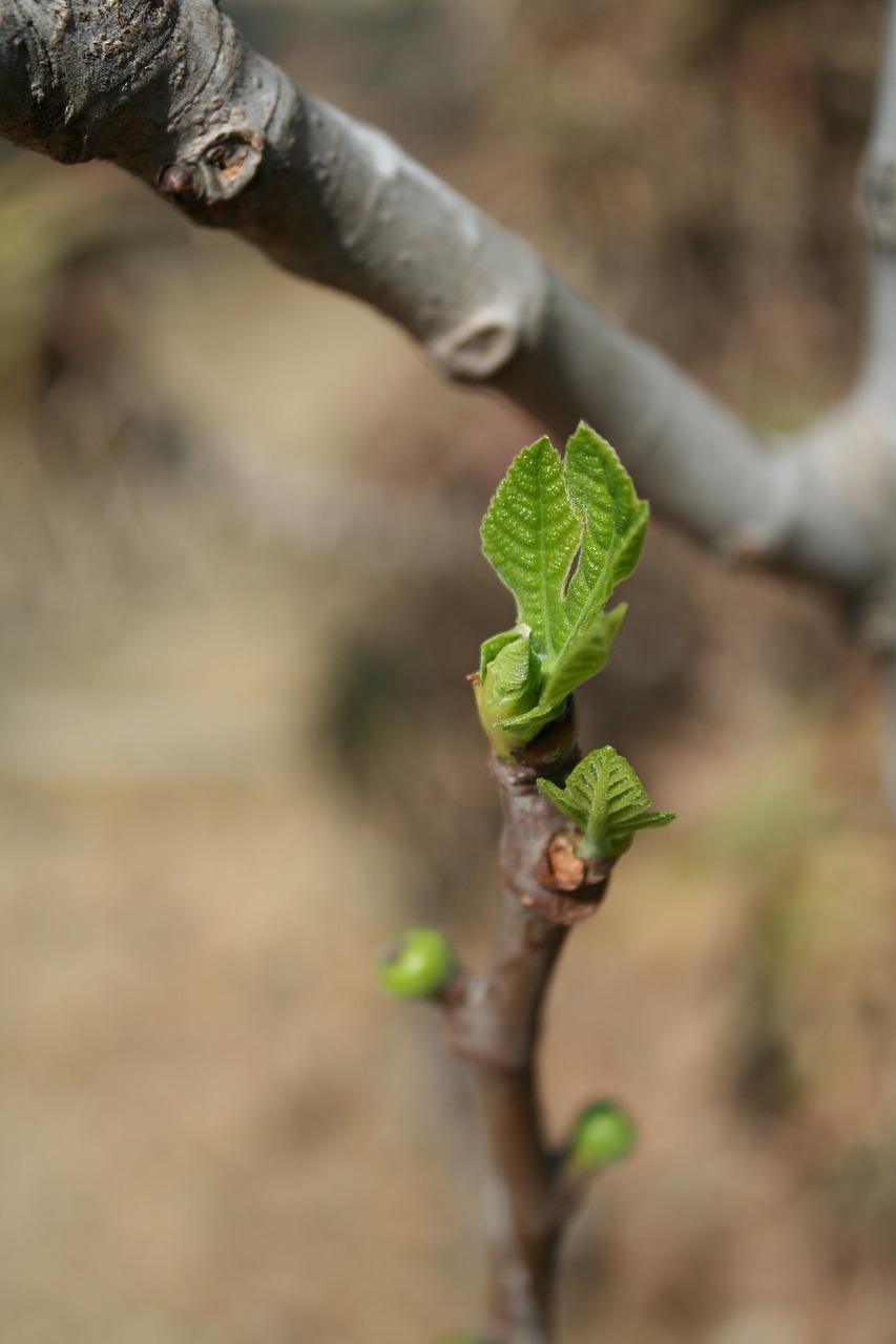 Figmedis, Augantis Lapelis, Pavasaris, Makro, Šviežias, Vaisiai, Žiedlapis, Žydi, Žalias, Ruda