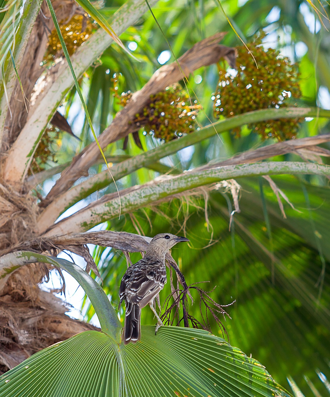 Figbird, Sphecotheres Vieilloti, Townsville Regionas, Vandens Kelių Parkai, Laukinė Gamta, Nemokamos Nuotraukos,  Nemokama Licenzija