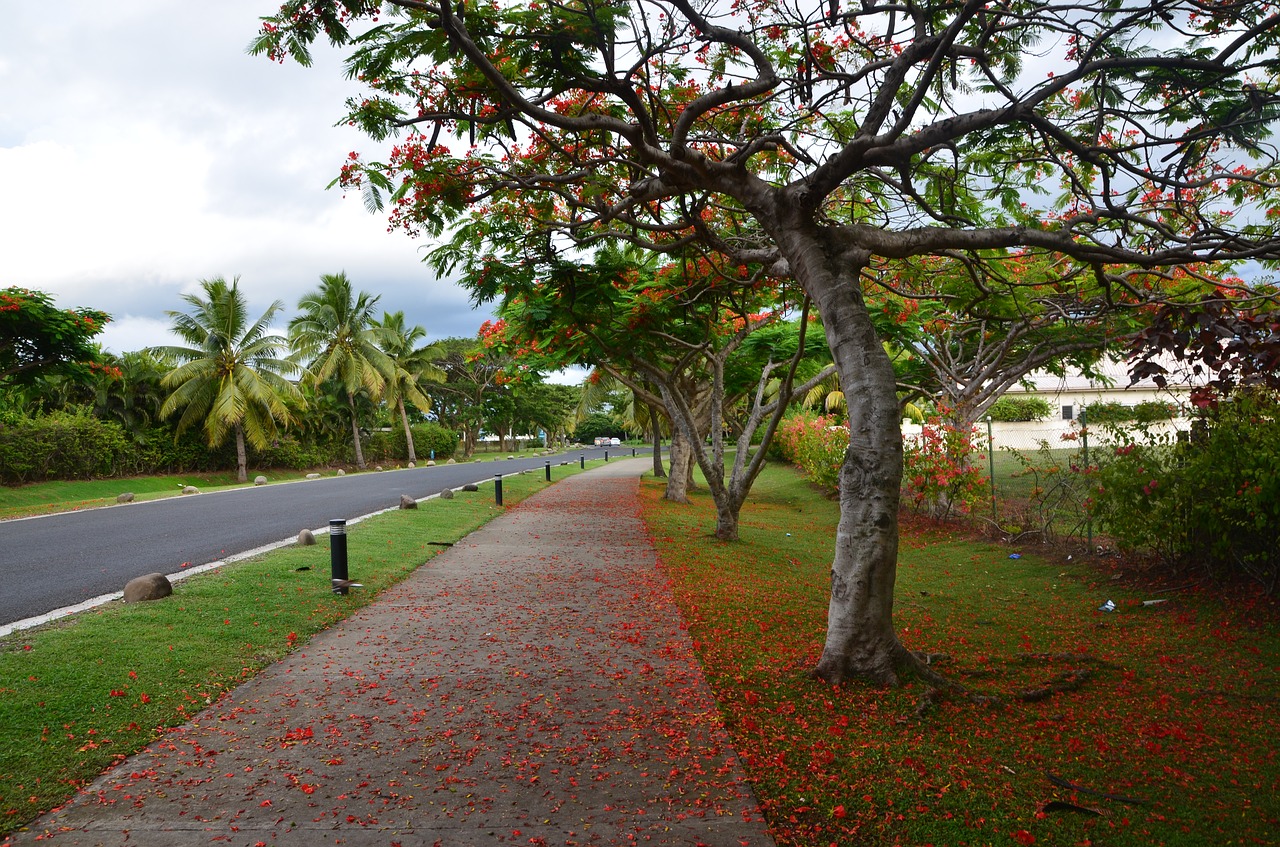 Fidžis, Medis, Raudonos Gėlės, Nemokamos Nuotraukos,  Nemokama Licenzija