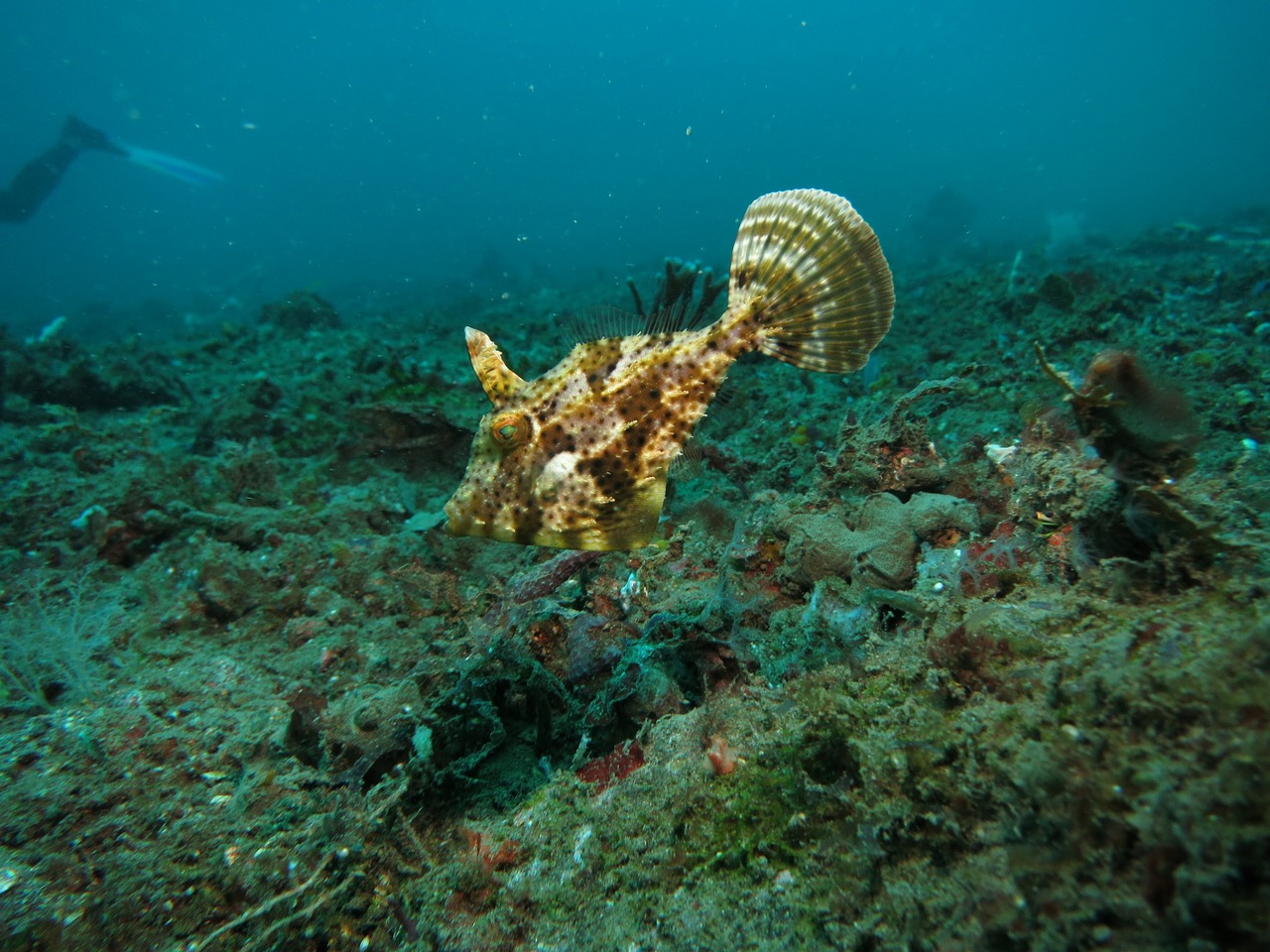 Filefish, Žuvis, Povandeninis, Scuba, Rifas, Atogrąžų, Vanduo, Jūrų, Koralas, Gamta