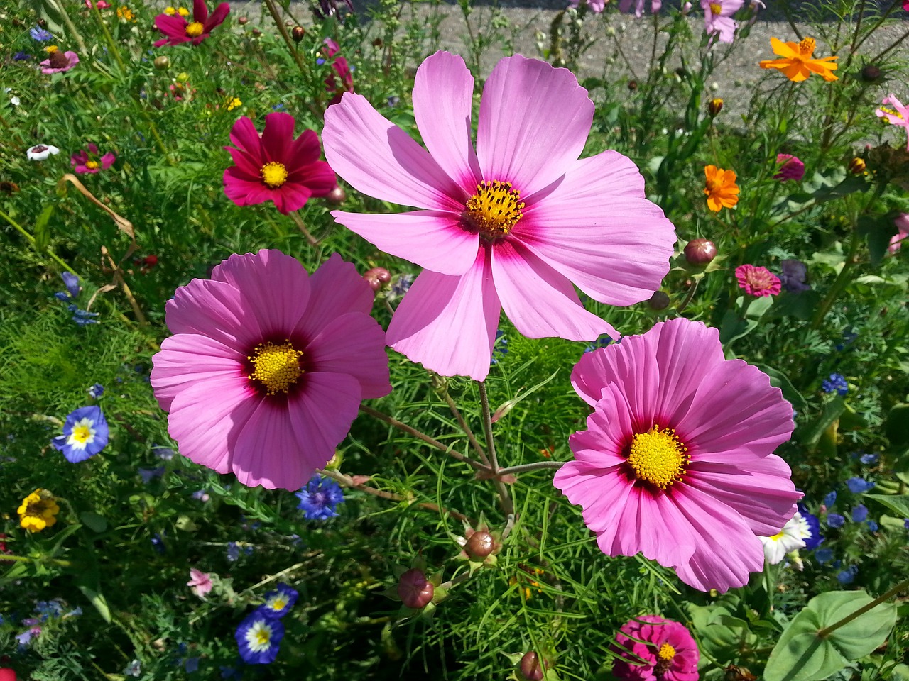 Filigranas, Anemonis, Gėlė, Rožinis, Purpurinė Gėlė, Vasaros Gėlė, Vasaros Plakatai, Nemokamos Nuotraukos,  Nemokama Licenzija