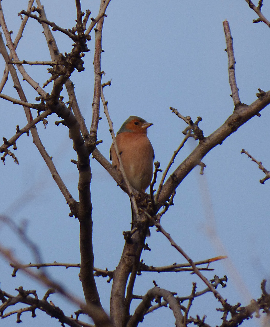 Finch, Paukštis, Pinsa, Filialai, Fringilla Coelebs, Nemokamos Nuotraukos,  Nemokama Licenzija