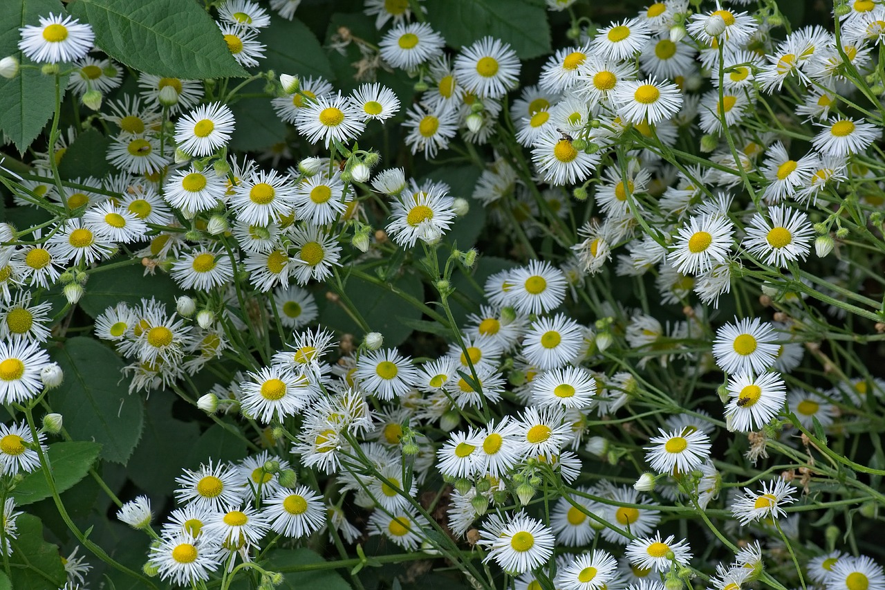 Bauda Srove,  Gėlės,  Pareigos Žolė Balta,  Vaistinė Muskrėslė,  Laukinių Gėlių,  Smailu Gėlių,  Floriferous,  Kompozitai,  Baltos Spalvos,  Fonas