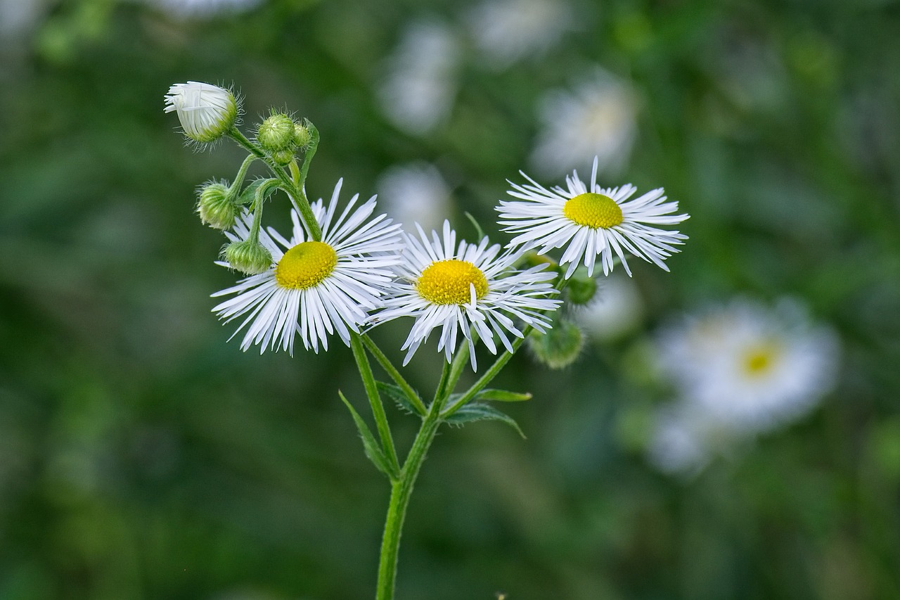 Bauda Srove,  Gėlės,  Pareigos Žolė Balta,  Vaistinė Muskrėslė,  Laukinių Gėlių,  Smailu Gėlių,  Floriferous,  Kompozitai,  Baltas, Nemokamos Nuotraukos