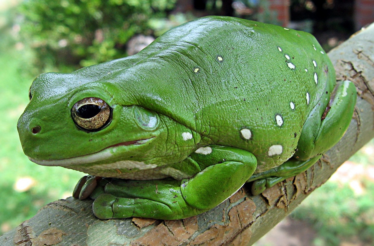 Pirštų Koralų Medžio Varlė, Bėgti Varlė, Varlė, Anuran, Pirštų Koralas, Itoria Caerulea, Varliagyviai, Amfibija, Gyvūnas, Žalias