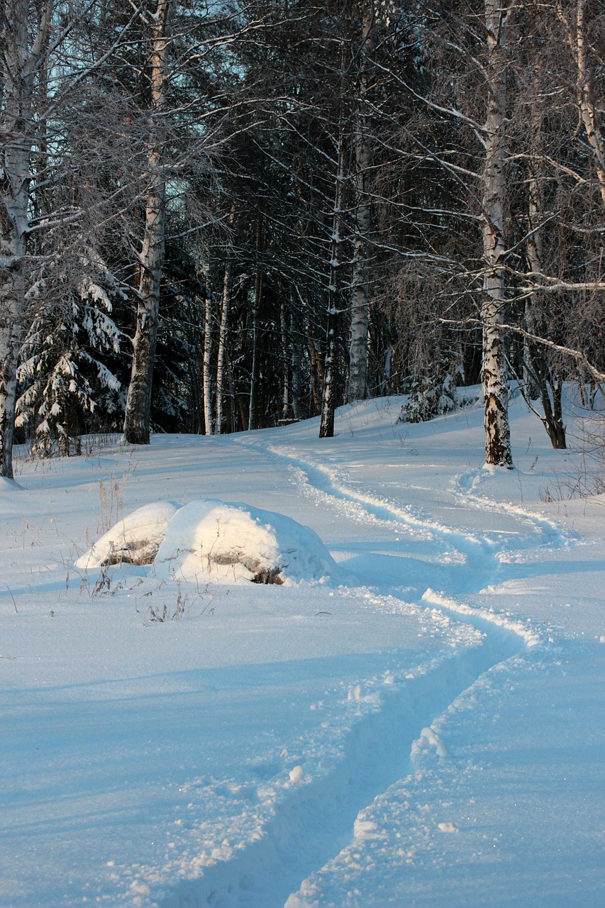 Finland, Kraštovaizdis, Miškas, Medžiai, Miškai, Žiema, Sniegas, Takelius, Gamta, Lauke