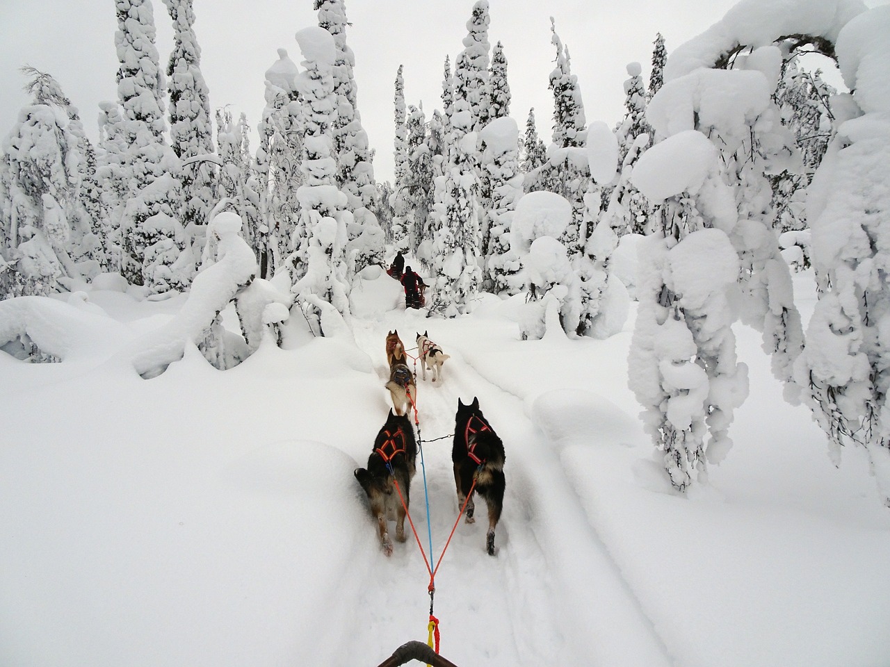 Finland, Žiema, Žiemą, Laplandas, Šaltas, Sniegas, Snieguotas, Kraštovaizdis, Žiemos Nuotaika, Huskies