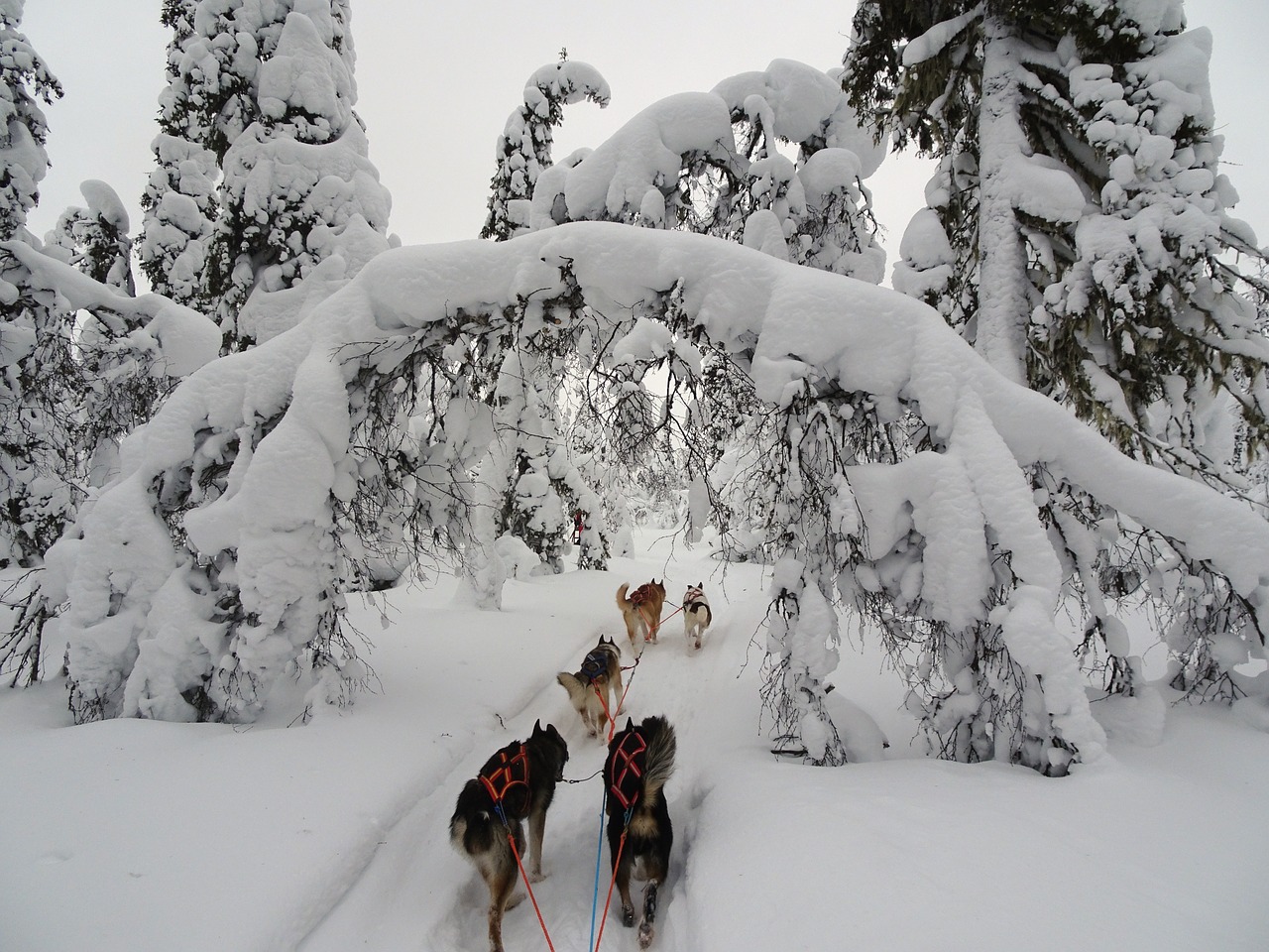 Finland, Žiema, Žiemą, Laplandas, Šaltas, Sniegas, Snieguotas, Kraštovaizdis, Žiemos Nuotaika, Huskies