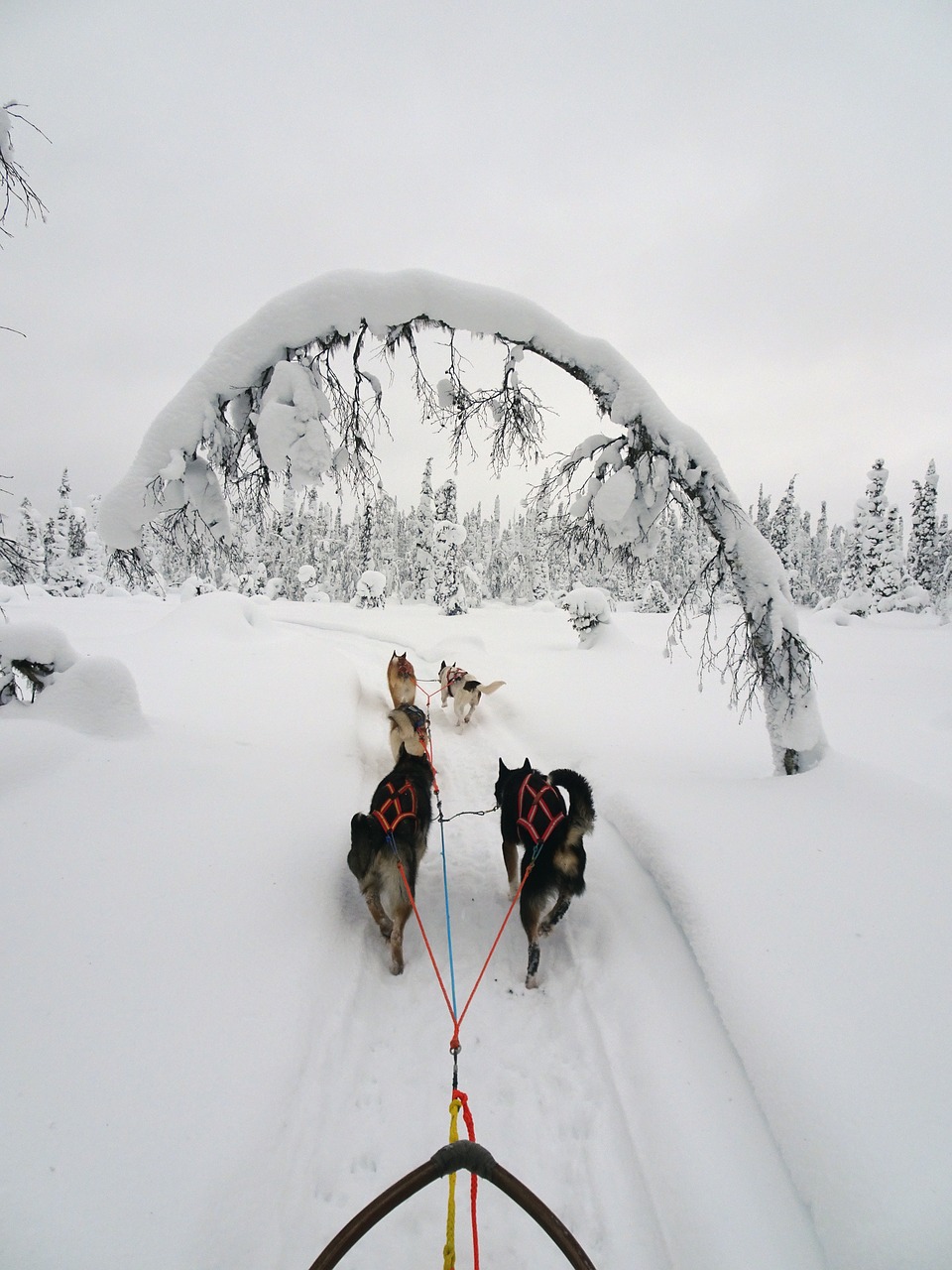 Finland, Žiema, Žiemą, Laplandas, Šaltas, Sniegas, Snieguotas, Kraštovaizdis, Žiemos Nuotaika, Huskies