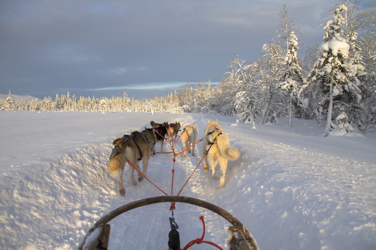 Finland, Laplandas, Žiemą, Šunų Keltuvai, Sniegas, Sledžių Lenktynės, Husky, Nemokamos Nuotraukos,  Nemokama Licenzija