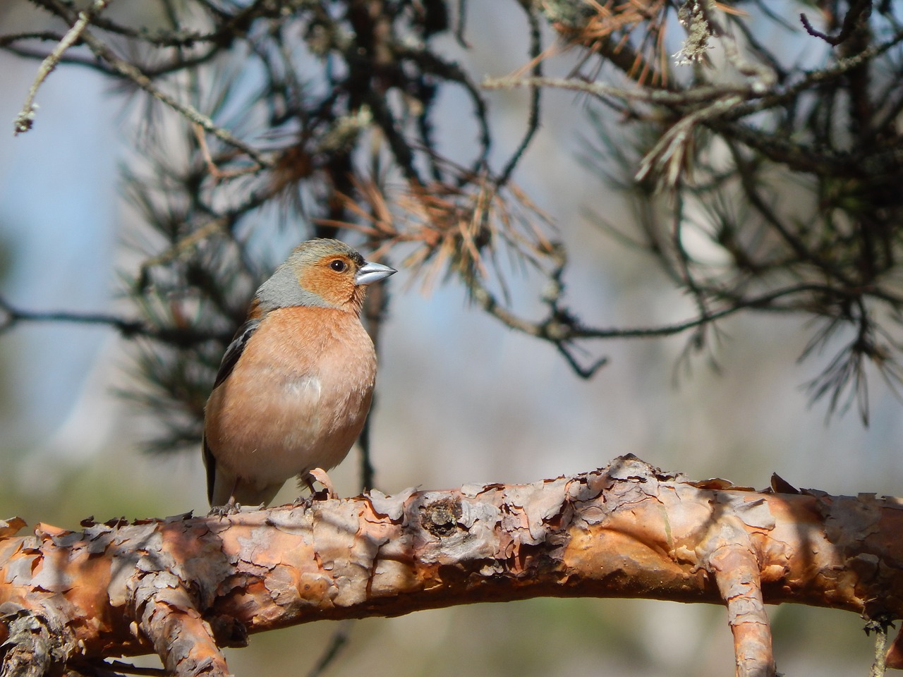 Finland, Espoo, Finch, Nemokamos Nuotraukos,  Nemokama Licenzija