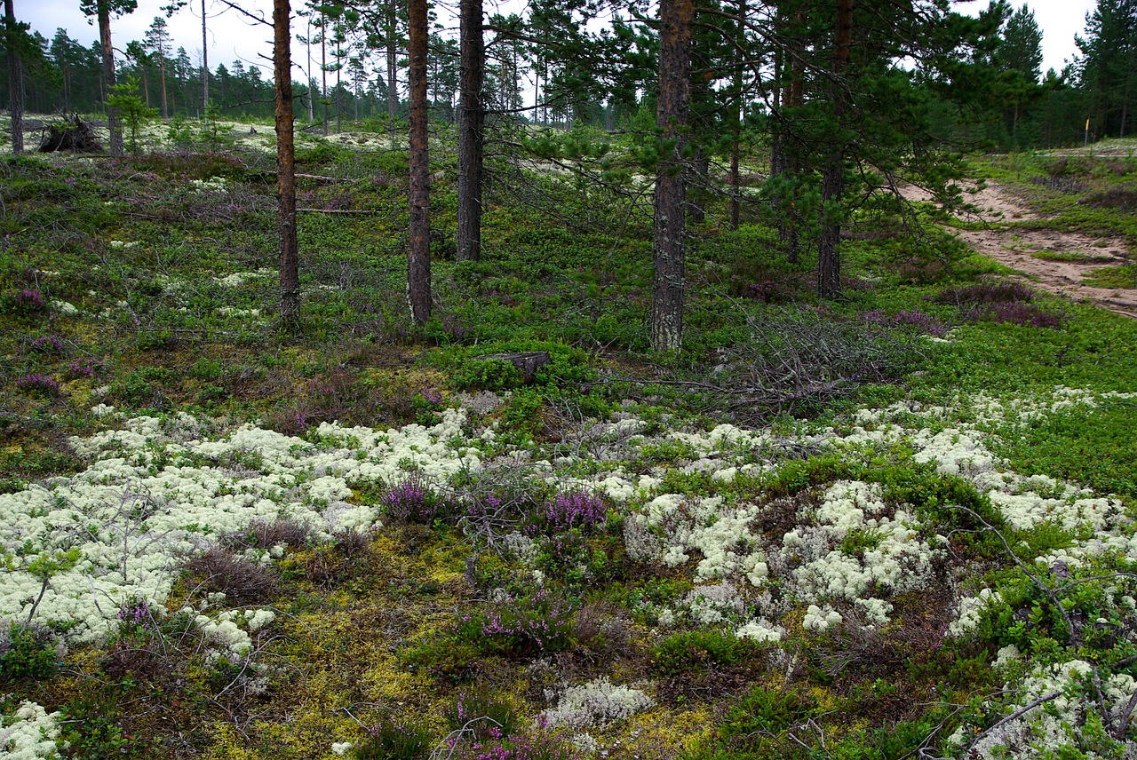 Finland, Miškas, Kerpės, Mėlynės, Nemokamos Nuotraukos,  Nemokama Licenzija