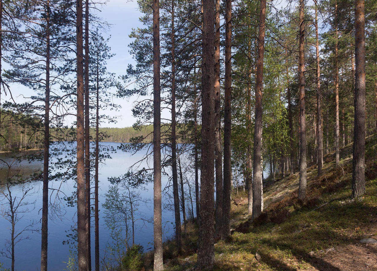 Suomių, Miškas, Kraigas, Tvenkinys, Nemokamos Nuotraukos,  Nemokama Licenzija