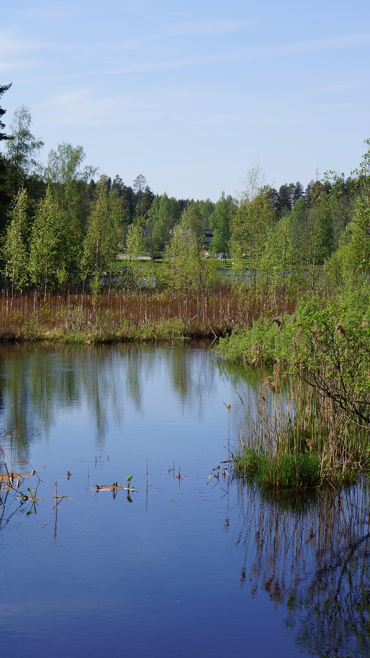 Suomių, Kraštovaizdis, Pelkė, Upė, Pelkė, Nendrės, Atspindys Iš Vandens, Berželiai, Vandens Šienas, Nemokamos Nuotraukos