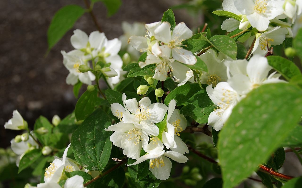 Fiore Dangelo, Filadelfo, Mados Jazminas, Gėlės, Pavasaris, Krūmas, Brangakmeniai, Balta, Baltos Gėlės, Žydėti