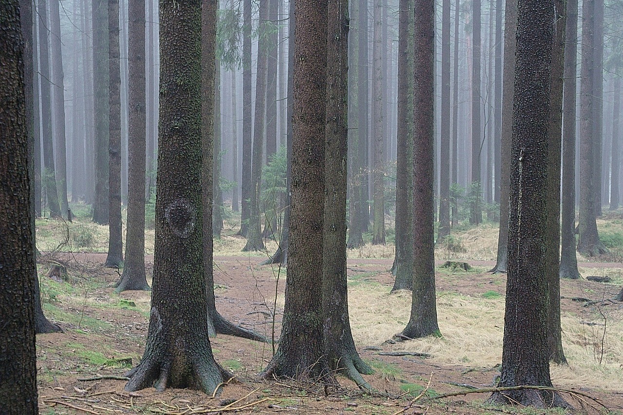 Eglės Miškas, Medžių Kamienus, Eglės, Medžiai, Žiema, Miškas, Gamta, Nemokamos Nuotraukos,  Nemokama Licenzija