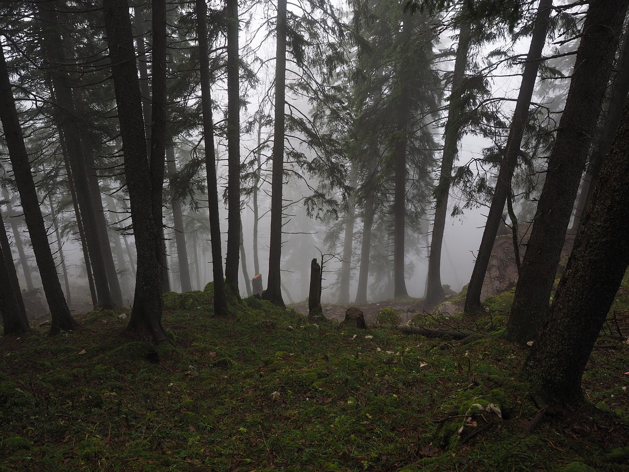 Eglės Miškas, Eglės, Rūkas, Miškas, Medžiai, Medžių Kamienus, Rūkas, Haunting, Mistinis, Creux Du Van