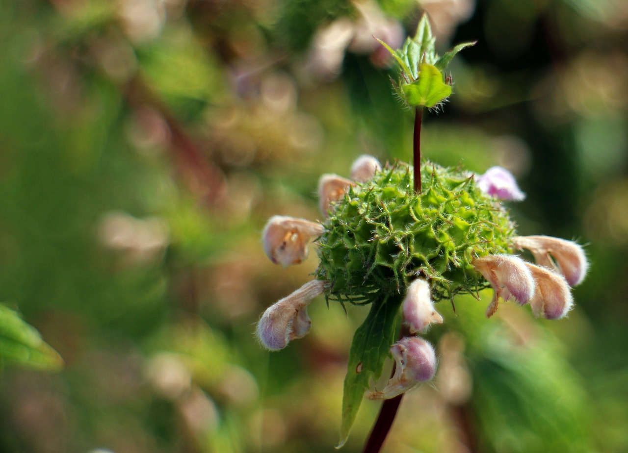 Ugnies Žolė, Phlomis, Ugnies Žolės, Lūpų Gėlės, Lamiaceae, Gėlių Žiedas, Laukinis Augalas, Gėlės, Žiedas, Žydėti