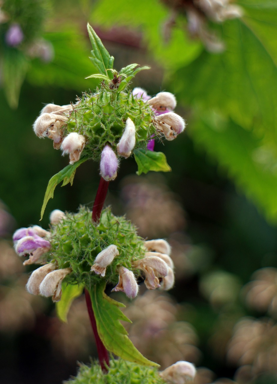 Ugnies Žolė, Phlomis, Ugnies Žolės, Lūpų Gėlės, Lamiaceae, Gėlių Žiedai, Laukinis Augalas, Gėlės, Žiedas, Žydėti