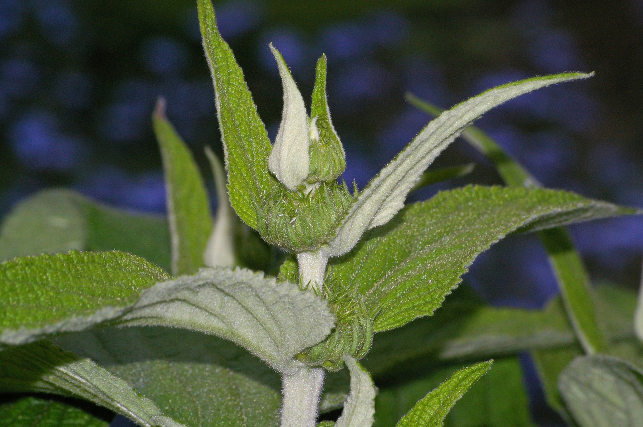 Ugnies Žolė,  Gėlė,  Lamiaceae,  Augalas,  Stiebas,  Žalias,  Vasara,  Lapai,  Žiedas,  Žydėti