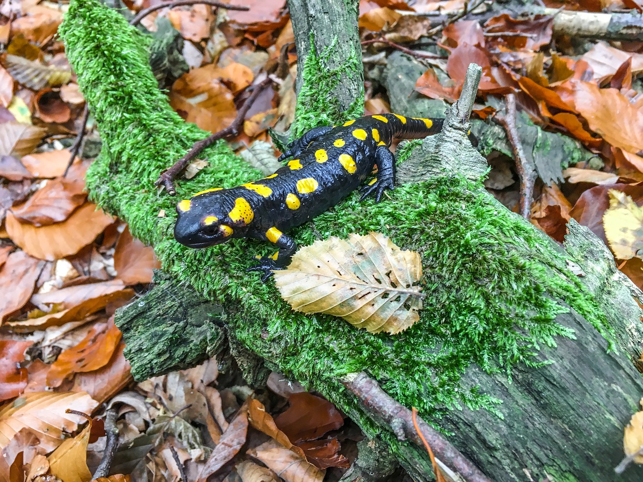 Gaisro Salamandras, Ruduo, Salamandras, Gyvūnas, Gamta, Kamufliažas, Padaras, Miškas, Gamtos Apsauga, Nemokamos Nuotraukos