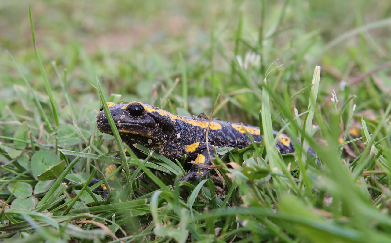 Gaisro Salamandras, Amfibija, Geltona, Gamtos Apsauga, Gamta, Salamandras, Gyvūnas, Pastebėtas, Nemokamos Nuotraukos,  Nemokama Licenzija