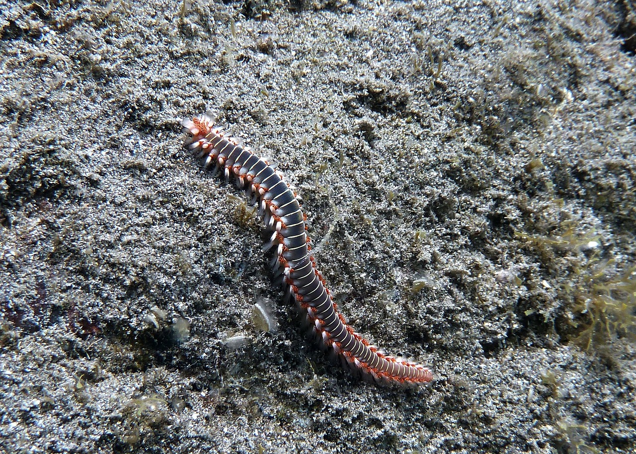 Ugnies Kirminas, Jūros Gyvenimas, Nardymas, Balta, Vandenynas, Povandeninis, Tenerifė, Scuba, Nemokamos Nuotraukos,  Nemokama Licenzija