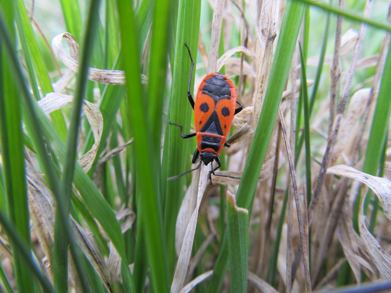 Firebug Pospolná, Sparnus, Pyrrhocoris Apterus, Klaida, Nemokamos Nuotraukos,  Nemokama Licenzija