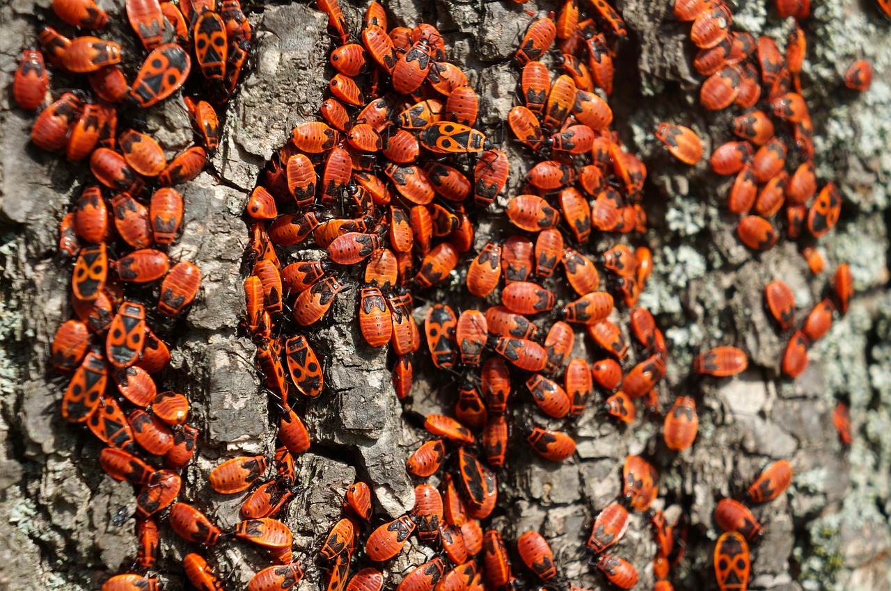 Firebug Pospolná, Klaida, Vabalai, Ruměnice Bezkřídlá, Pyrrhocoris Apterus, Nemokamos Nuotraukos,  Nemokama Licenzija