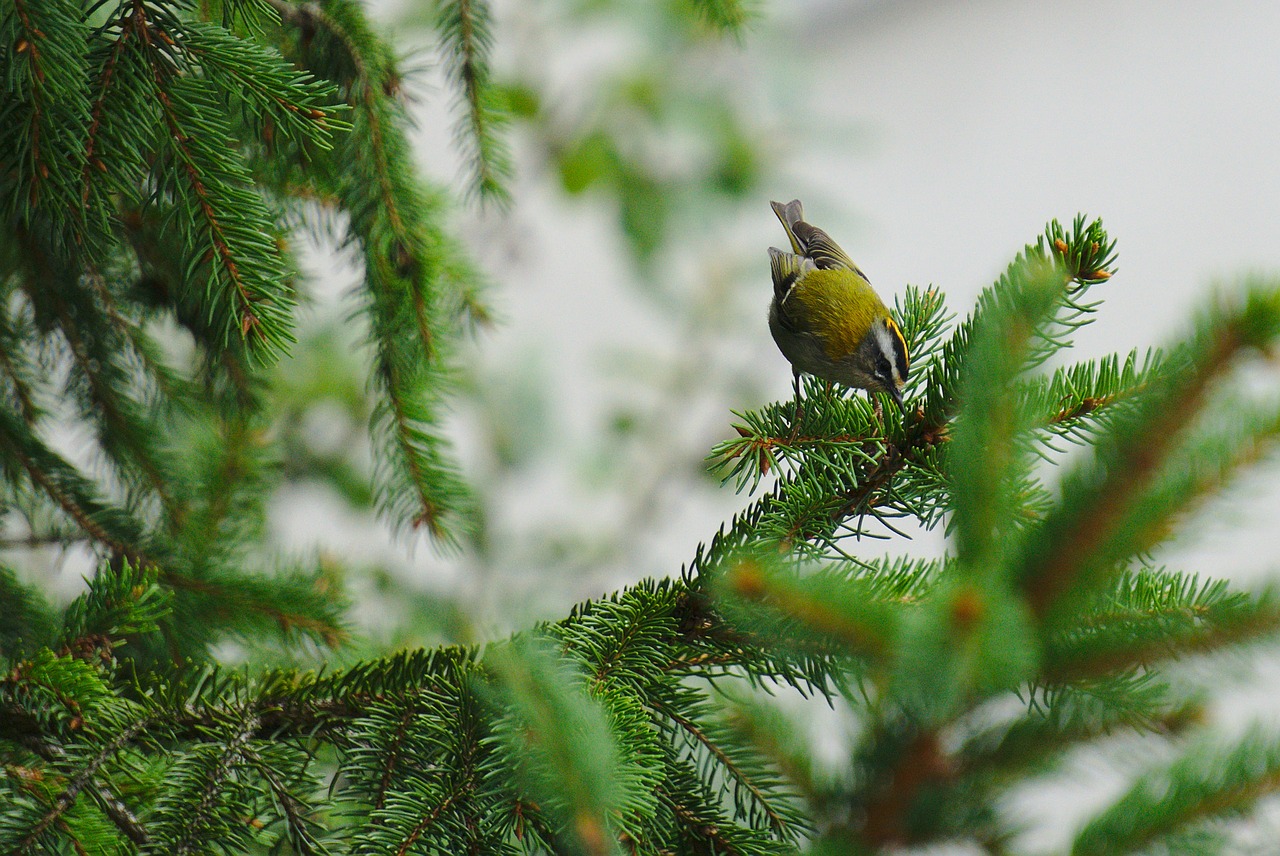 Firecrest, Paukštis, Gamta, Dėl, Nemokamos Nuotraukos,  Nemokama Licenzija