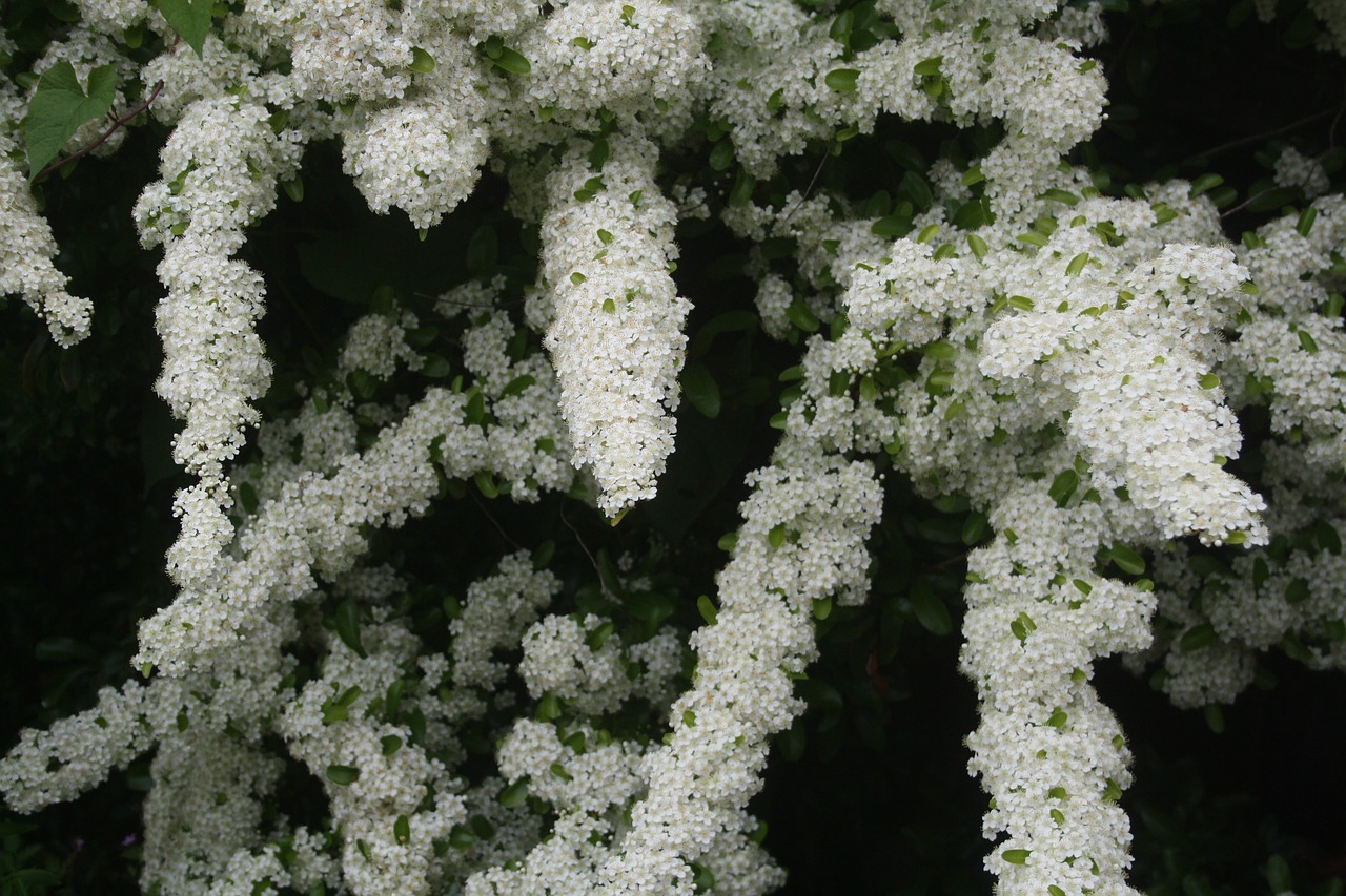 Gaisrinė, Pyracantha, Krūmas, Augalas, Krūmas, Uogos, Raudona, Botanika, Gamta, Dekoratyvinis