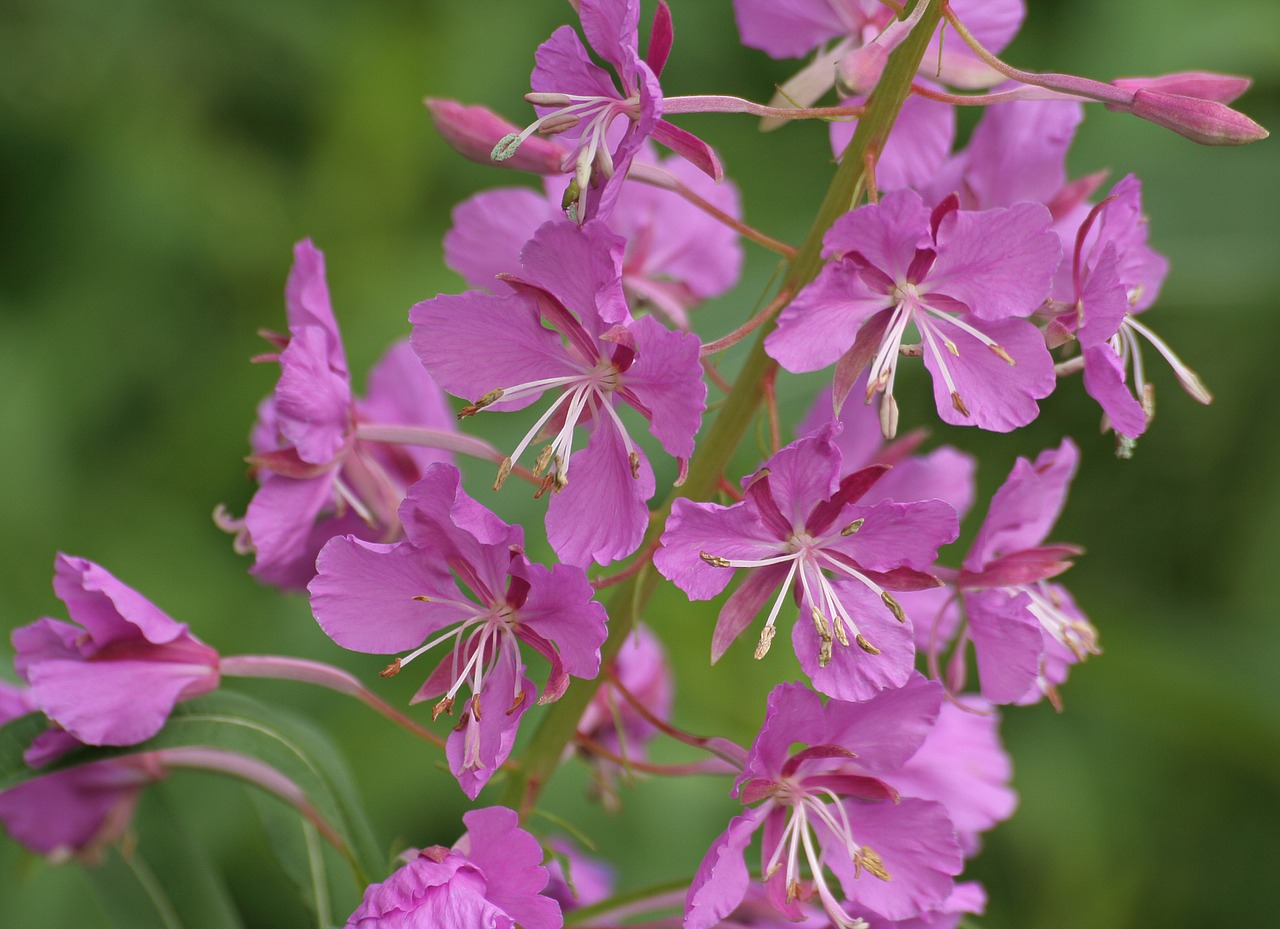 Gamta, Fireweed, Vasara, Augalas, Nemokamos Nuotraukos,  Nemokama Licenzija