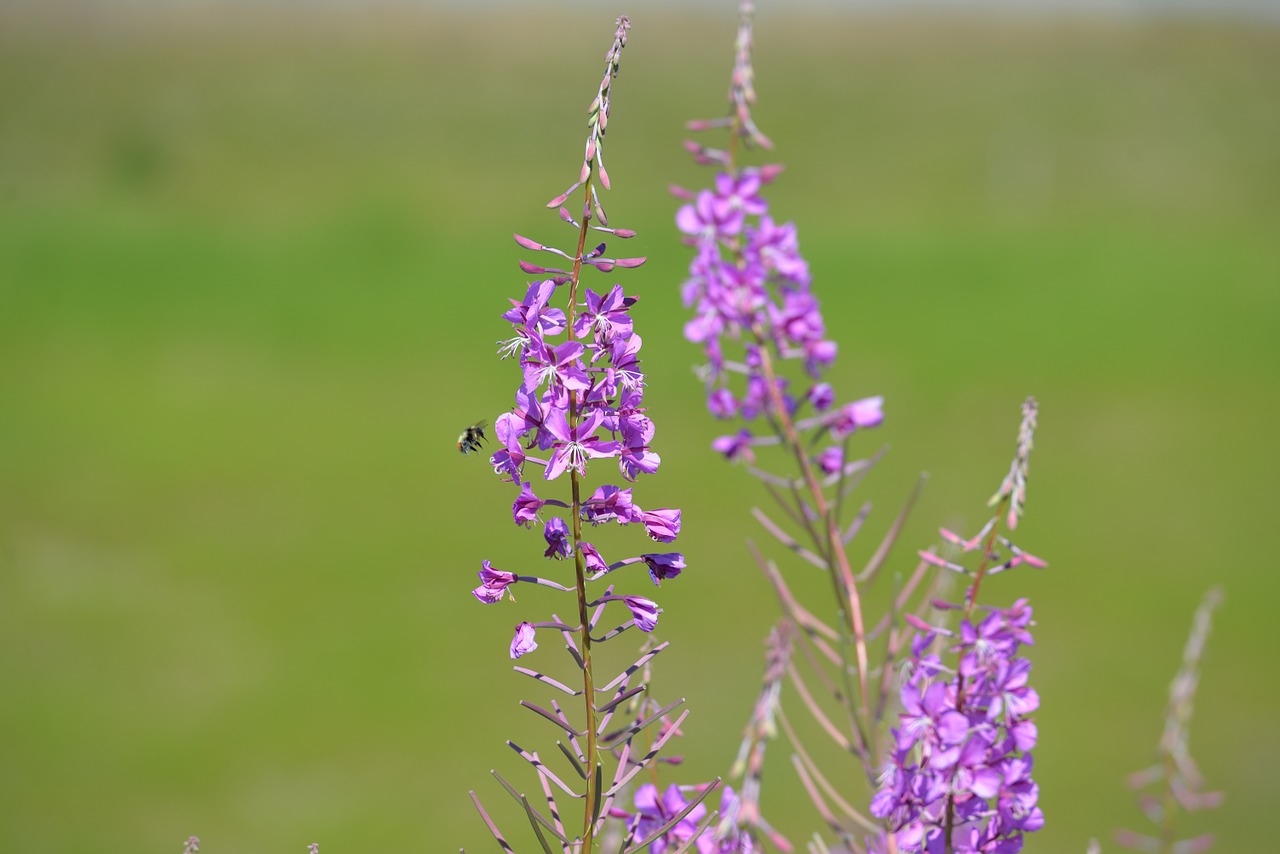 Fireweed, Bičių, Kamanė, Nektaras, Gėlė, Žydėti, Pavasaris, Rožinis, Nemokamos Nuotraukos,  Nemokama Licenzija