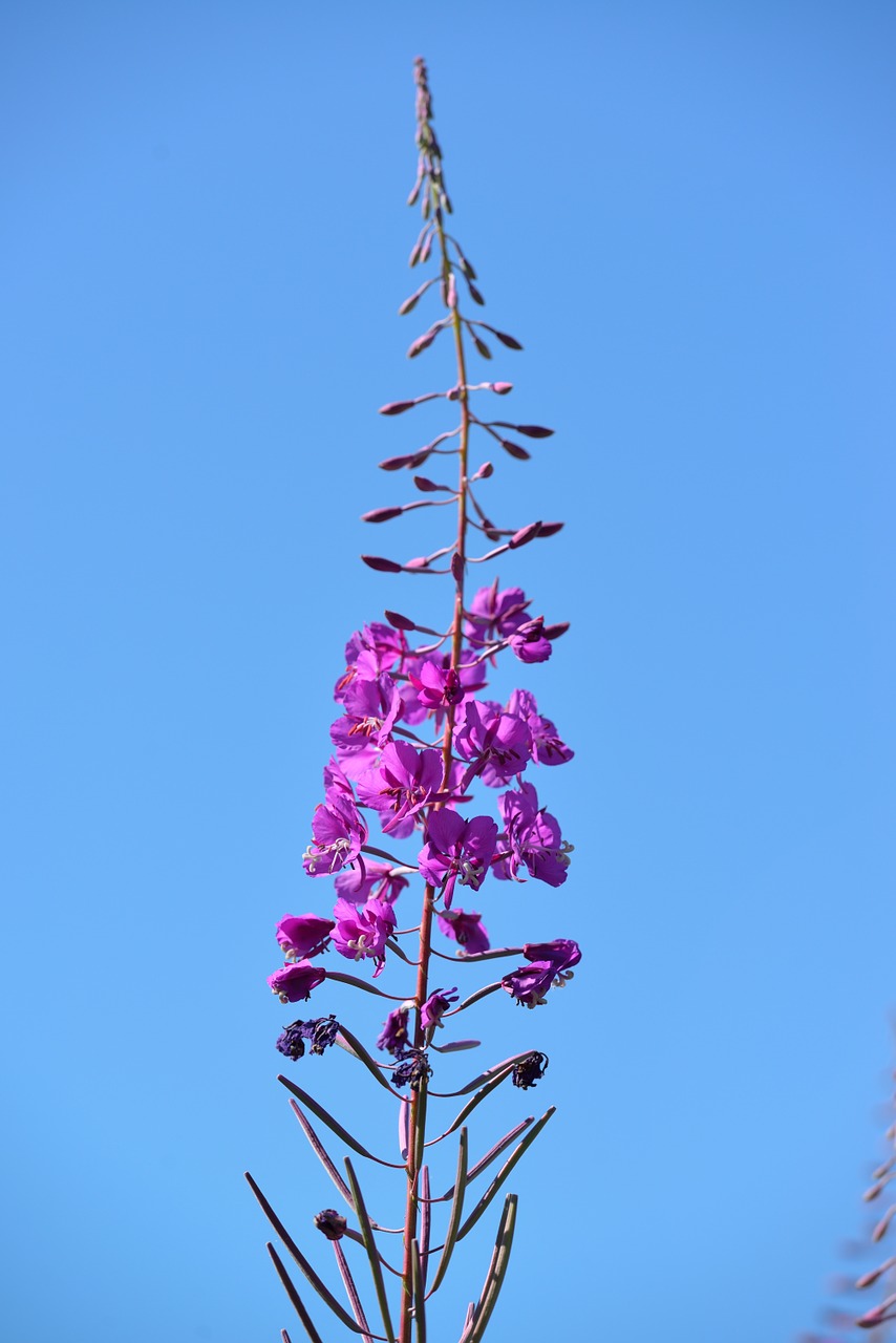 Fireweed, Gėlė, Mėlynas Dangus, Augalas, Pavasaris, Šviežias, Nemokamos Nuotraukos,  Nemokama Licenzija