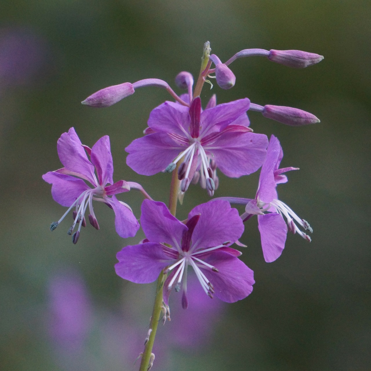 Fireweed, Chamerion Angustifolium, Natūrali Gėlė, Nemokamos Nuotraukos,  Nemokama Licenzija