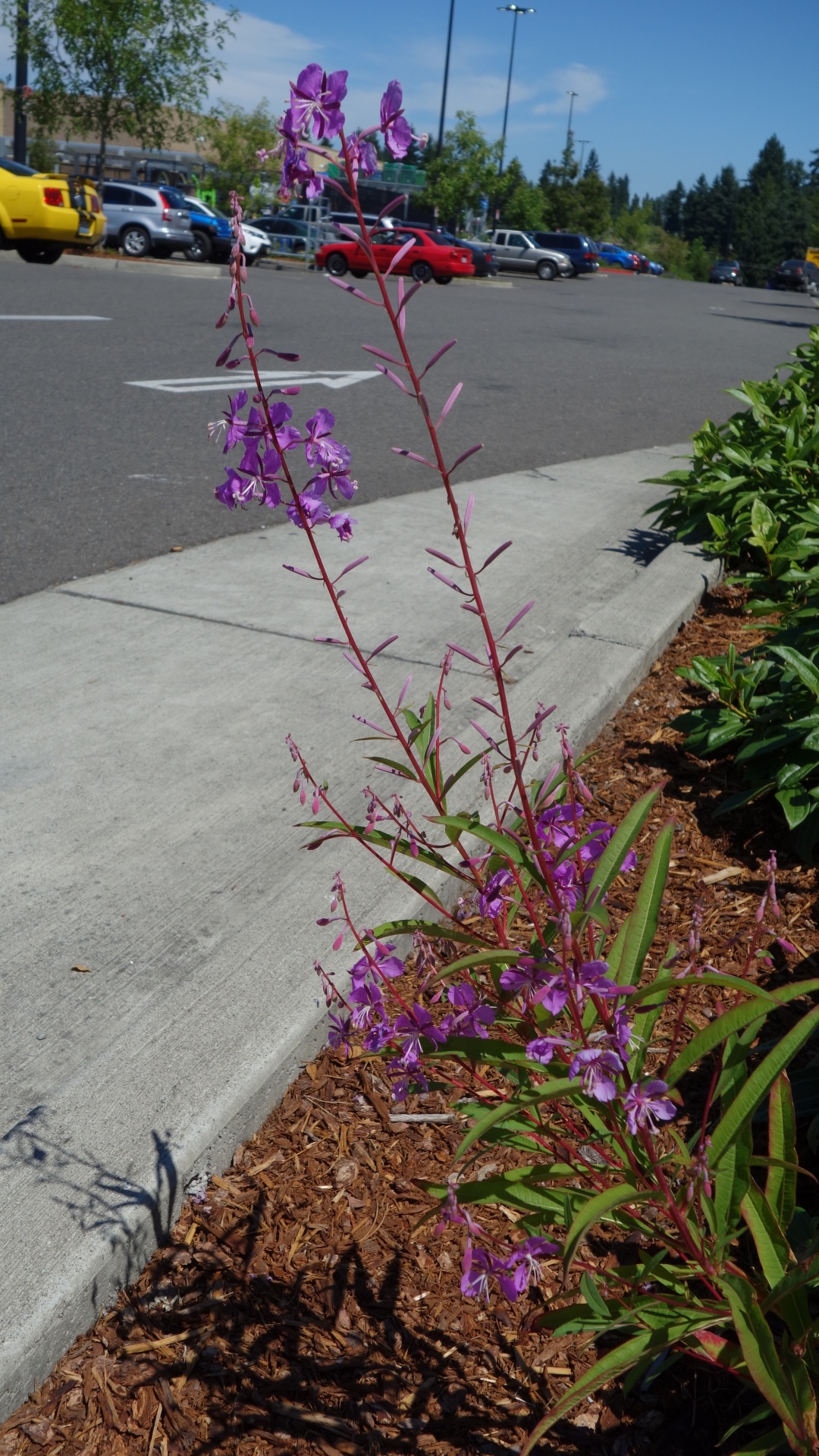 Fireweed,  Vašingtonas & Nbsp,  Laukiniai & Nbsp,  Gėlė,  Gėlė,  Fireweed 2, Nemokamos Nuotraukos,  Nemokama Licenzija