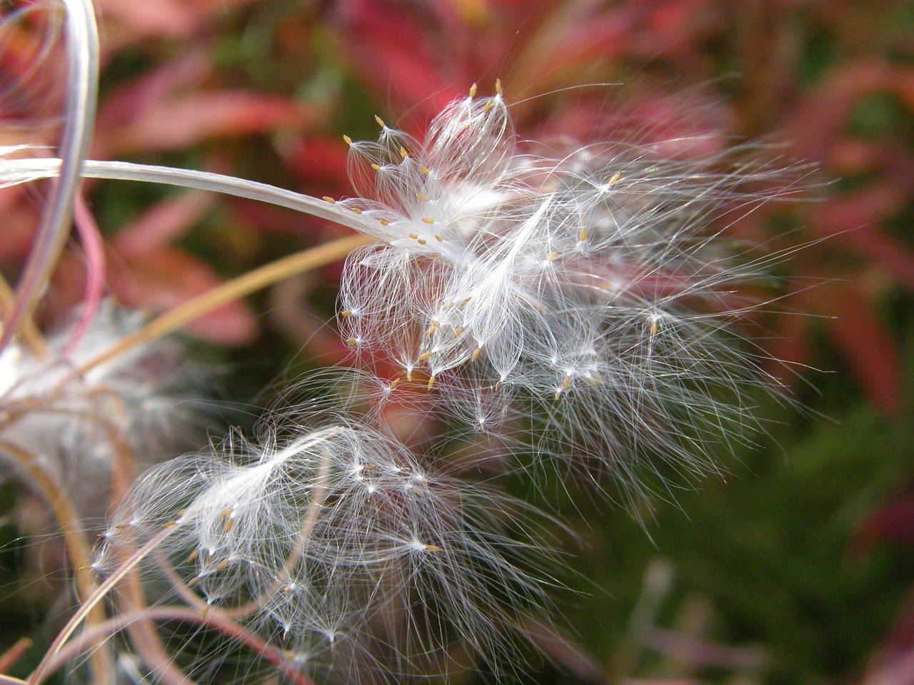 Fireweed, Gėlė, Sėklos, Pod, Parašiutai, Ruduo, Augalas, Žydėti, Iš Arti, Nemokamos Nuotraukos