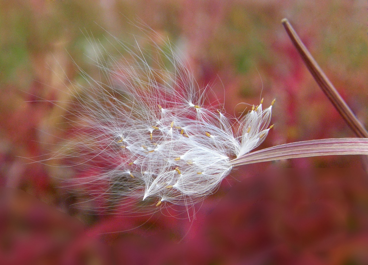 Fireweed, Gėlė, Sėklos, Pod, Parašiutai, Ruduo, Augalas, Žydėti, Iš Arti, Nemokamos Nuotraukos