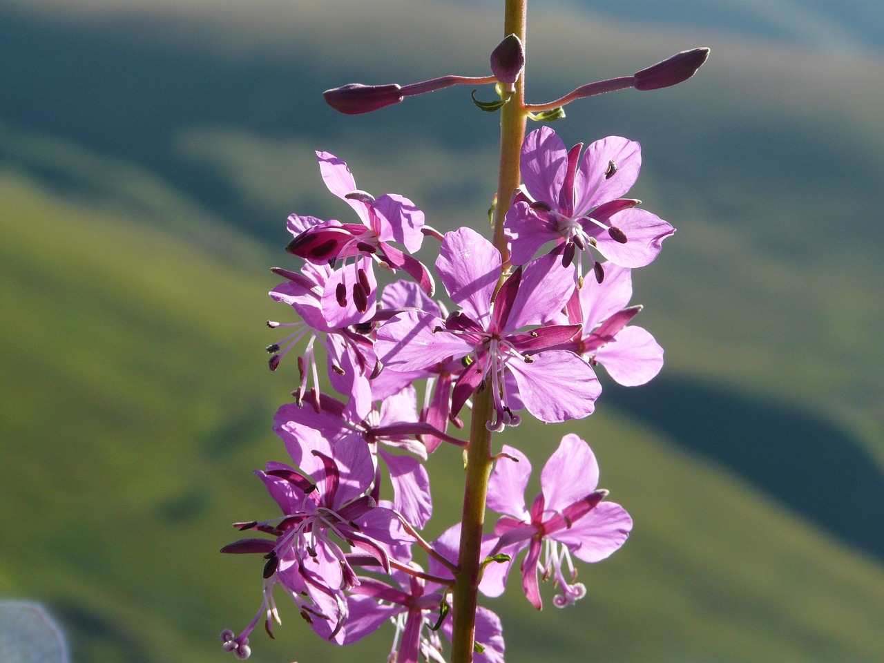 Fireweed, Gėlė, Kalnas, Alpės, Gamta, Žygiai, Nemokamos Nuotraukos,  Nemokama Licenzija