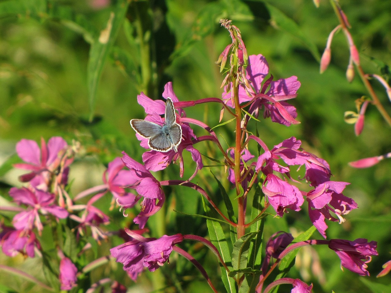 Fireweed, Natūrali Gėlė, Mėlynas Sparnas, Drugelis, Chamerion Angustifolium, Nemokamos Nuotraukos,  Nemokama Licenzija