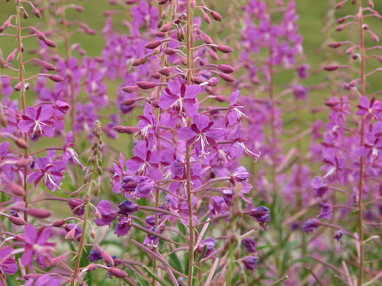 Fireweed, Gėlė, Rožinis, Kalnas, Brittany, Epilobium Angustifolium, Medicinos, Nemokamos Nuotraukos,  Nemokama Licenzija